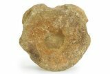 Fossil Ichthyosaur (Brachypterygius) Vertebra - England #351038-1